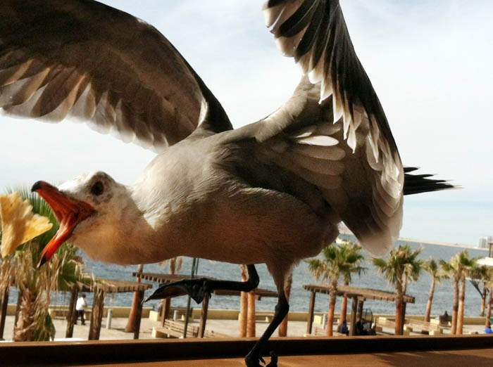 Seagull